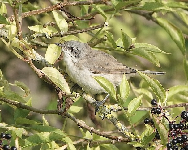 whitethroat